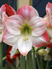 Amaryllis Apple Blossom