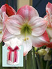 Amaryllis Apple Blossom