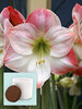 Amaryllis Apple Blossom