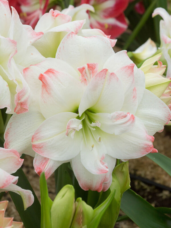 Amaryllis Amadeus Candy