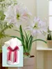 Amaryllis Aphrodite