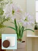 Amaryllis Aphrodite