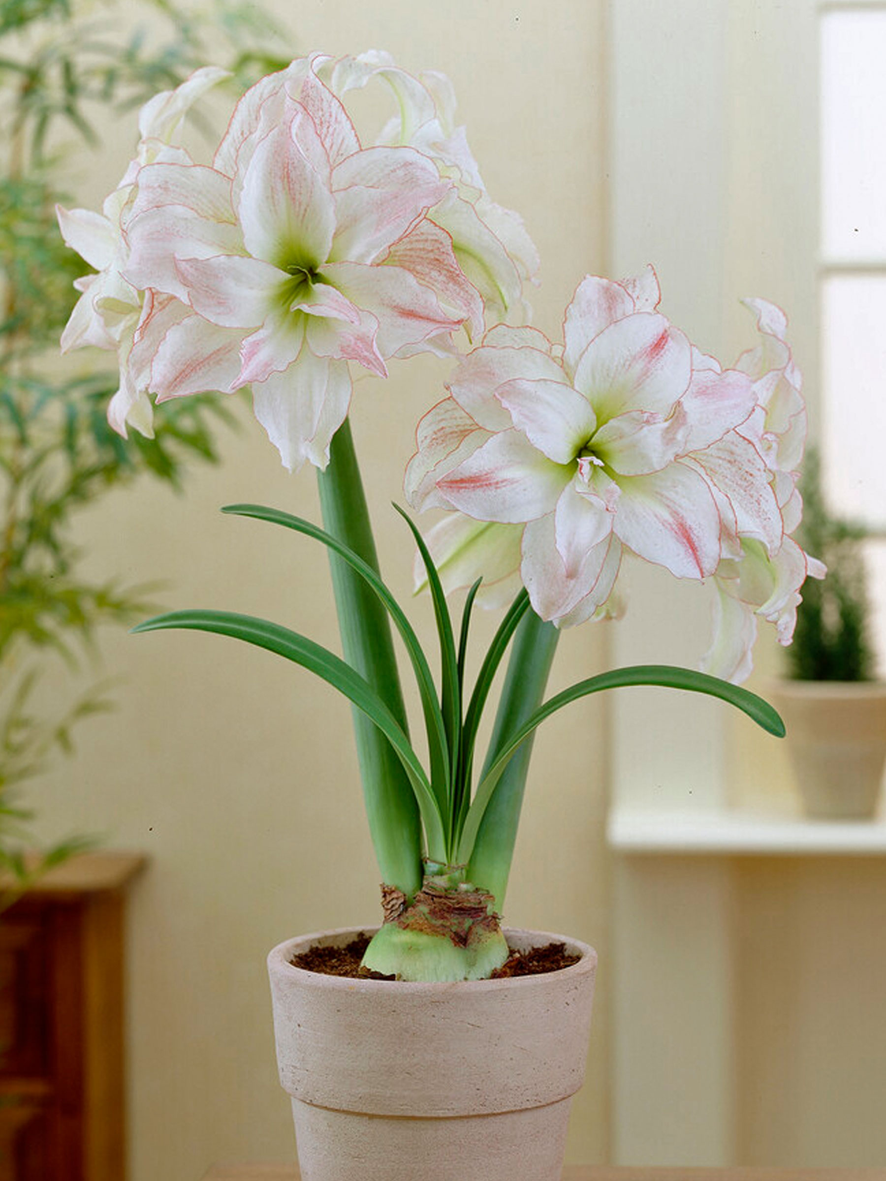 Amaryllis Aphrodite | Bluestone Perennials