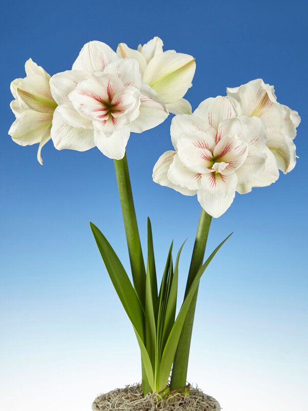 Amaryllis Aquaro
