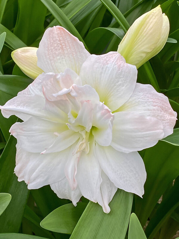 Amaryllis Arctic Nymph