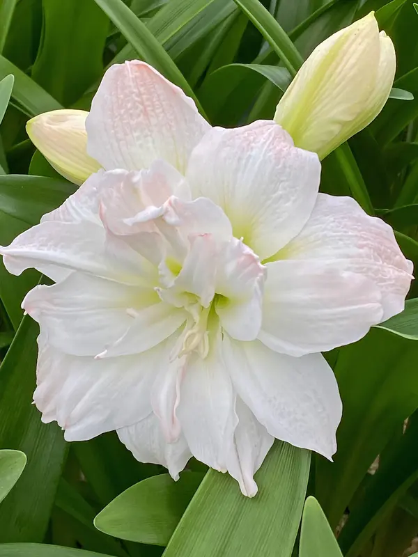 Amaryllis Arctic Nymph