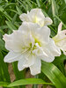 Amaryllis Arctic Nymph