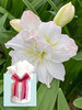 Amaryllis Arctic Nymph