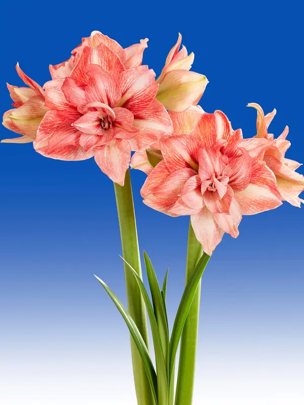 Amaryllis Balance