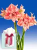 Amaryllis Balance