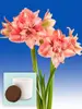 Amaryllis Balance