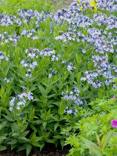 Amsonia