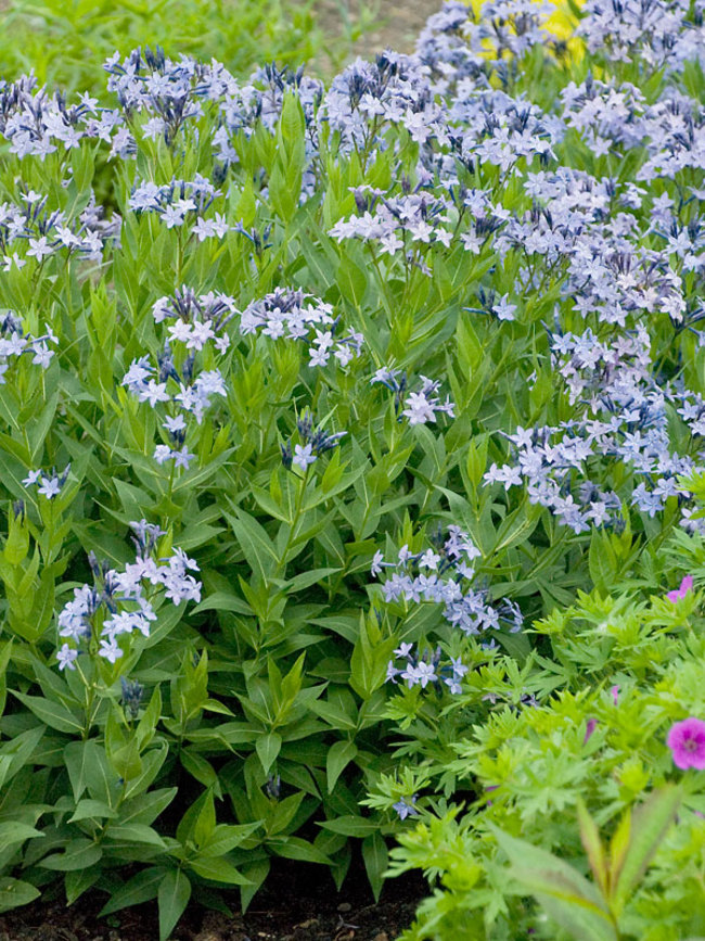 Amsonia x.-Blue-Ice