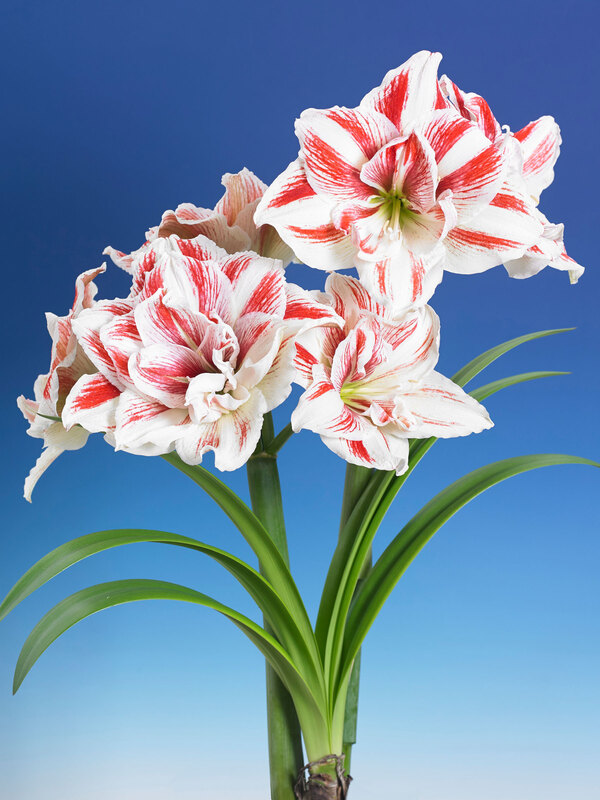 Amaryllis Bright Nymph