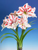 Amaryllis Bright Nymph