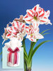 Amaryllis Bright Nymph