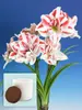 Amaryllis Bright Nymph