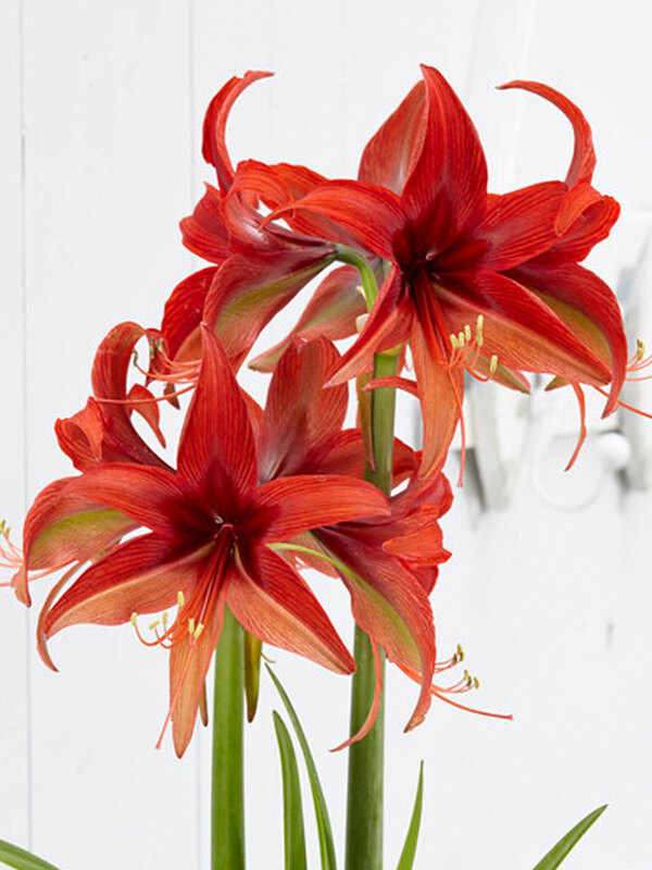 Amaryllis Bogota