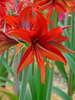 Amaryllis Bogota