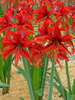 Amaryllis Bogota