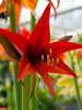 Amaryllis Bogota