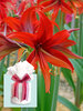 Amaryllis Bogota