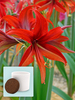Amaryllis Bogota