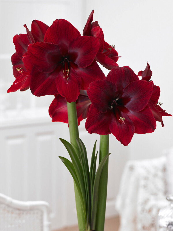 Amaryllis Black Pearl