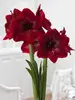 Amaryllis Black Pearl