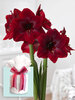 Amaryllis Black Pearl
