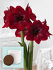 Amaryllis Black Pearl