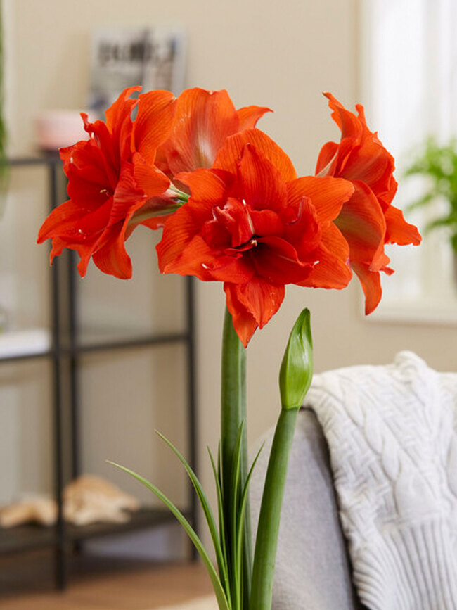 orange amaryllis flower