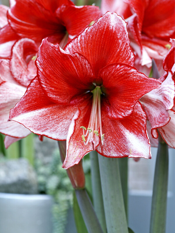 Amaryllis Charisma