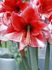 Amaryllis Charisma