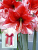 Amaryllis Charisma