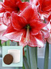 Amaryllis Charisma
