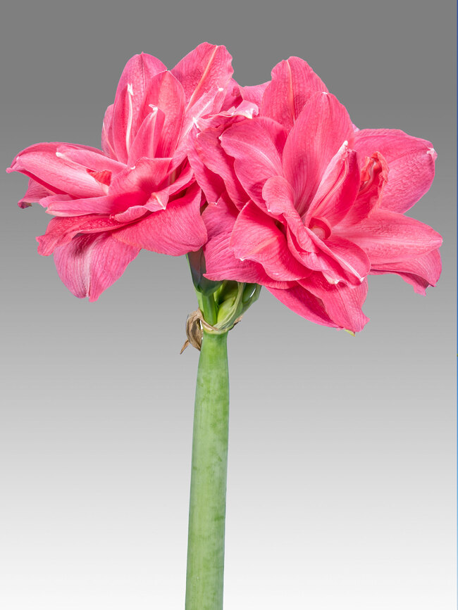Amaryllis Candy Nymph