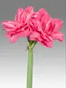 Amaryllis Candy Nymph