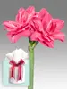 Amaryllis Candy Nymph