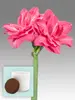 Amaryllis Candy Nymph