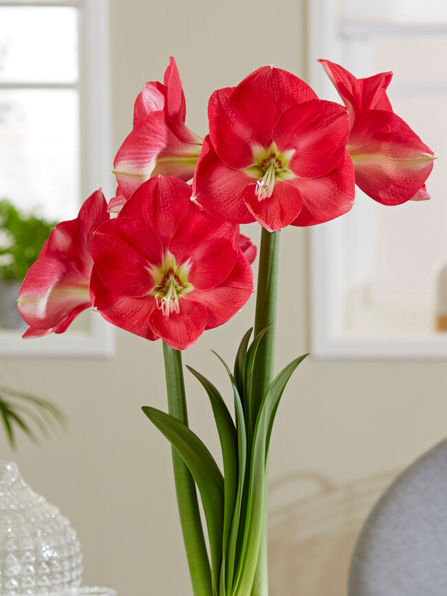 Amaryllis Candy Queen