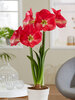 Amaryllis Candy Queen