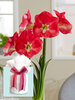 Amaryllis Candy Queen