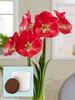 Amaryllis Candy Queen