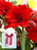 Amaryllis Double Dragon