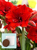 Amaryllis Double Dragon