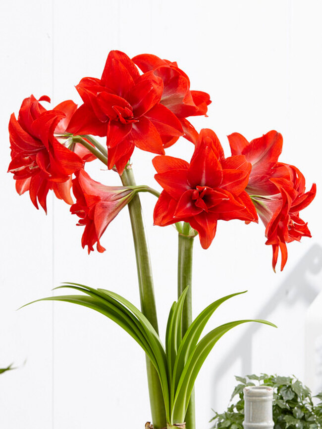 Amaryllis Double Delicious