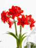 Amaryllis Double Delicious