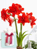 Amaryllis Double Delicious