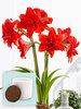 Amaryllis Double Delicious